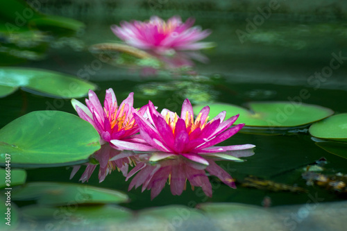 Lotus, lotus flower in the lake, pink lotus,