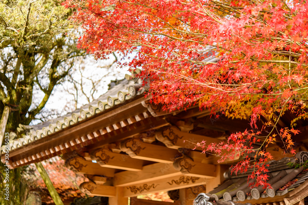 写真素材：法泉寺、紅葉、秋、もみじ、かえで、風景