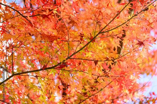 写真素材：法泉寺、紅葉、秋、もみじ、かえで、風景