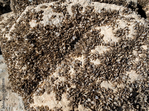 Invasive zebra mussels cover a rock after flood waters have receded photo