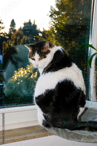 Black and white cat  sitting on window sill in front of Christmas lights outside