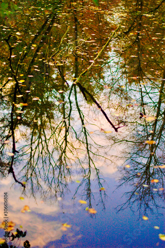 Scattered fallen leaves on a pond reflecting a purple tinged sky, a few leafless branches and a row of colorful trees before sunset