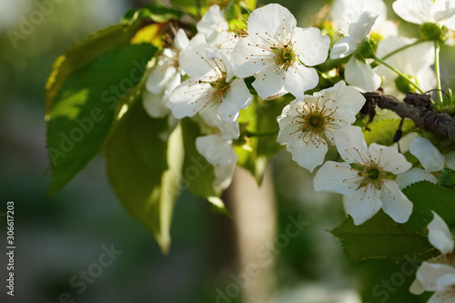 blooming cherry blossom, saruka tree.