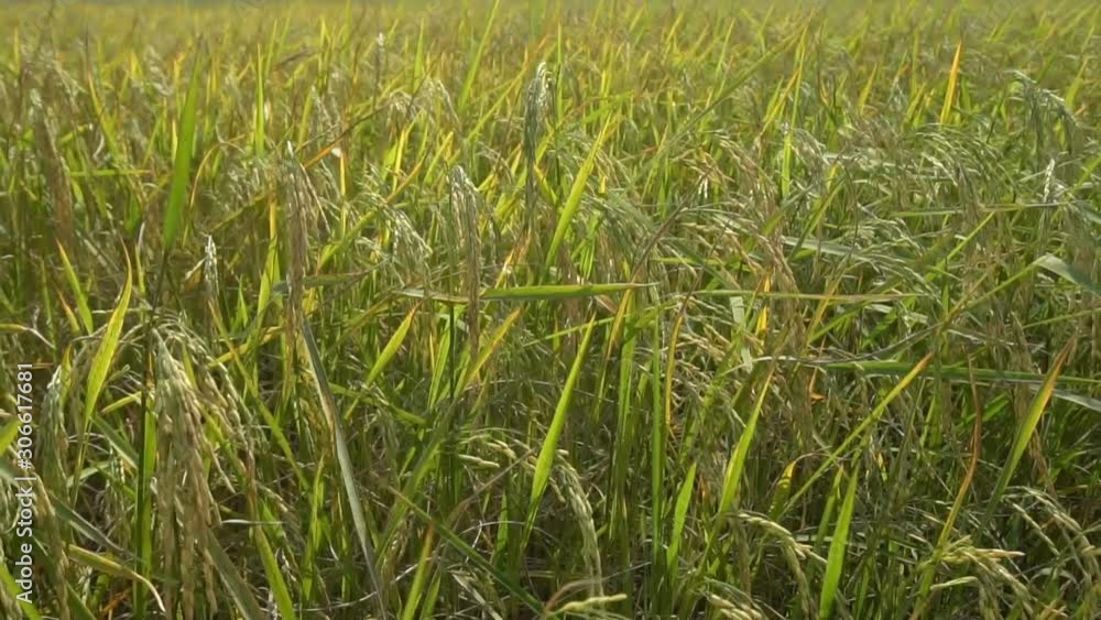 Rice that swayed by the wind that blows Rice that swayed by the wind that blows
