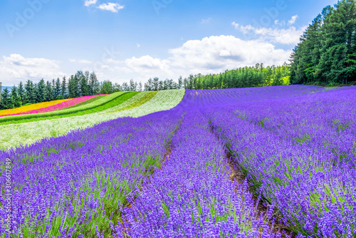 Colourful Flower and Lavender Field in Summer at Tomita Farm, Furano, Hokkaido, Japan