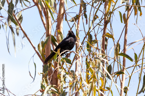 Austral Blackbird (Tordo) Latin Name: Curaeus Curaeus.. Santisago. R Metropolitana Chile photo