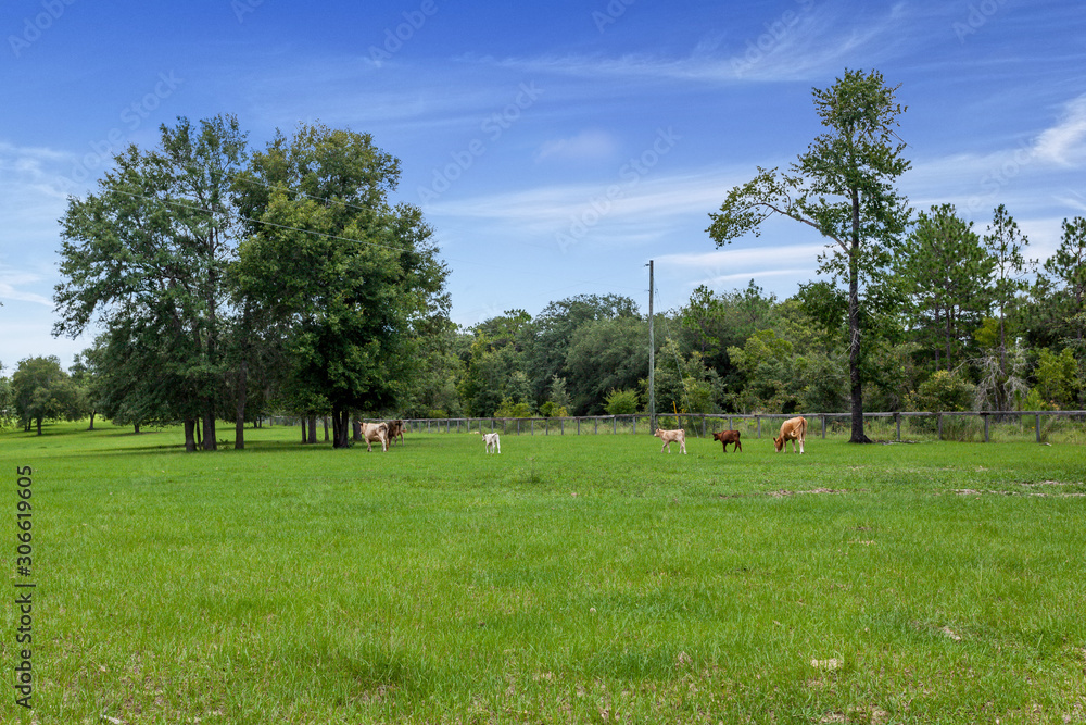 Cows standing in a meadow with trees Cows standing in a meadow with trees