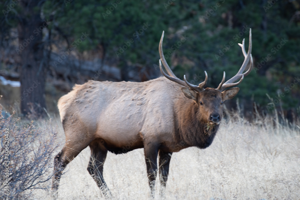 Elk in the meadows during the autumn season Elk in the meadows during the autumn season