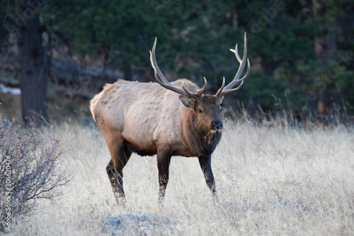 Elk in the meadows during the autumn season 