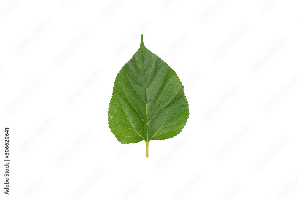 Fototapeta premium Mulberry leaf isolated on white background