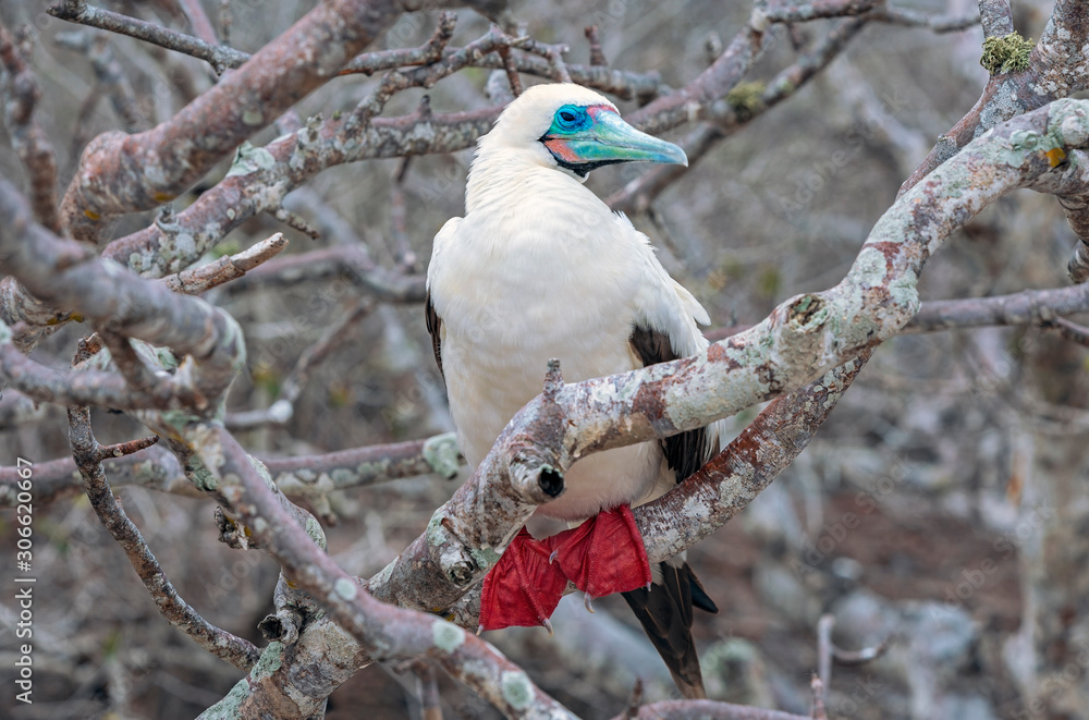 Φωτογραφία A white phased red footed booby (sula sola) on a branch with the strong red coloured feet, Genovesa island, Galapagos national park, Ecuador