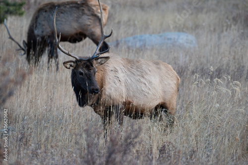 Elk in the meadows during the autumn season  photo