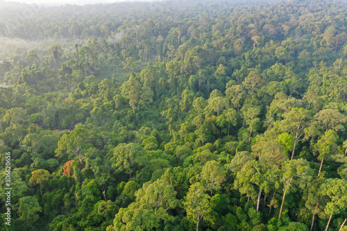 Aerial view of Tropical Rainforest in Malaysia © muslian