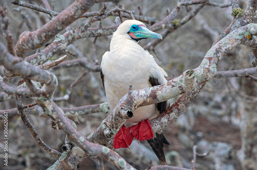 A white phased red footed booby (sula sola) on a branch with the strong red coloured feet, Genovesa island, Galapagos national park, Ecuador.