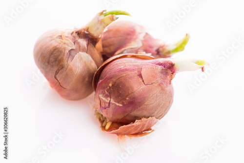Tree onions, topsetting onions, walking onions or Egyptian onions Allium proliferum