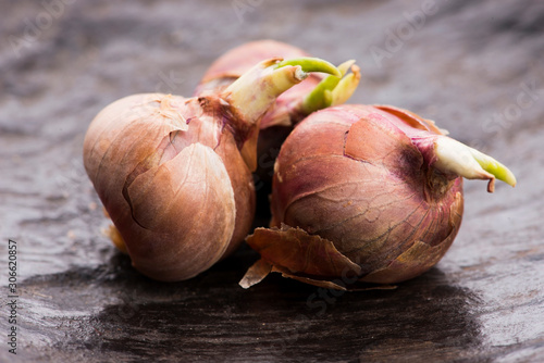 Tree onions, topsetting onions, walking onions or Egyptian onions Allium proliferum photo