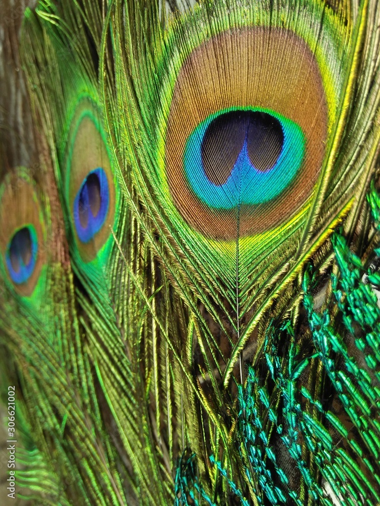 Obraz premium peacock feather