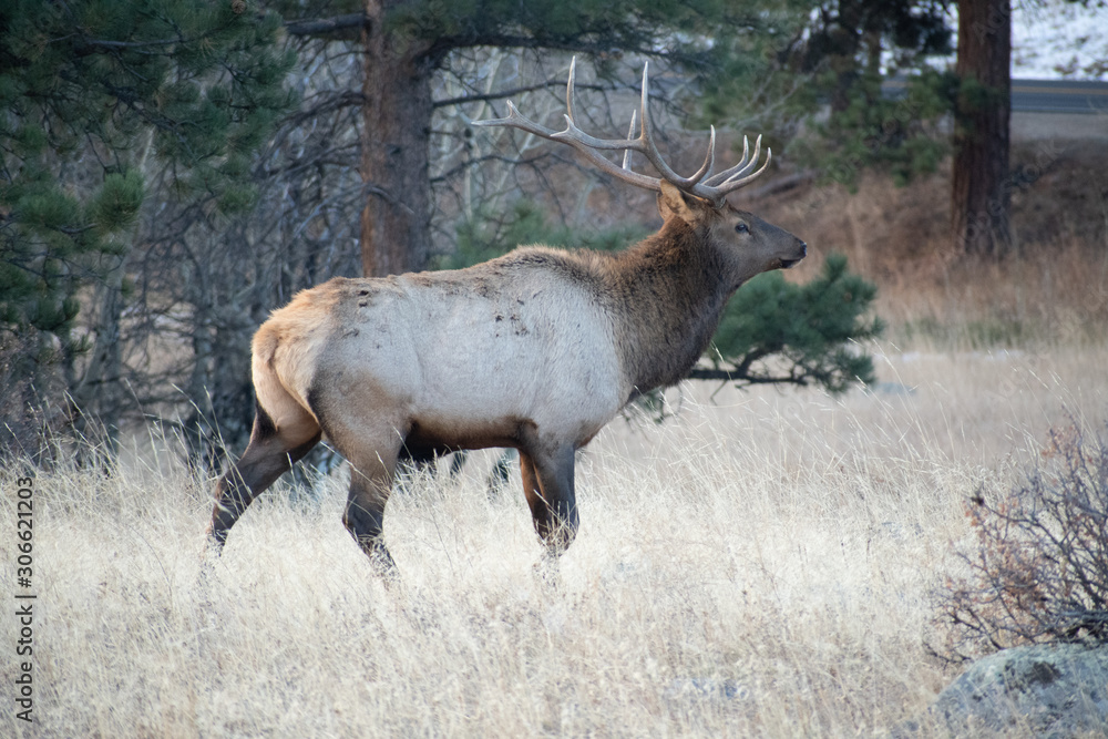 Elk in the meadows during the autumn season Elk in the meadows during the autumn season