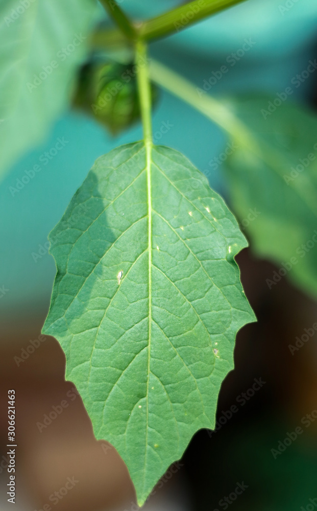 Physalis angulata leaf (ciplukan leaf) on tree. Physalis angulata leaf (ciplukan leaf) on tree.