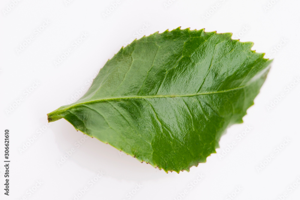 Green tea leaf isolated on white background Green tea leaf isolated on white background