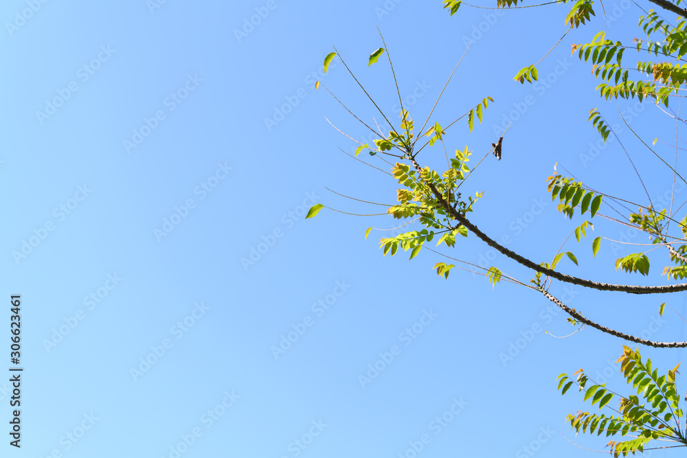 Windy star gooseberry tree branch