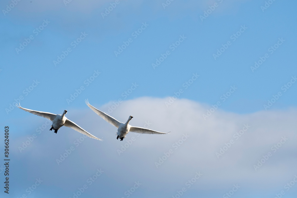 Obraz premium Whistling swans flying in the morning, in Lake Hyoko, Niigata prefecture, Japan