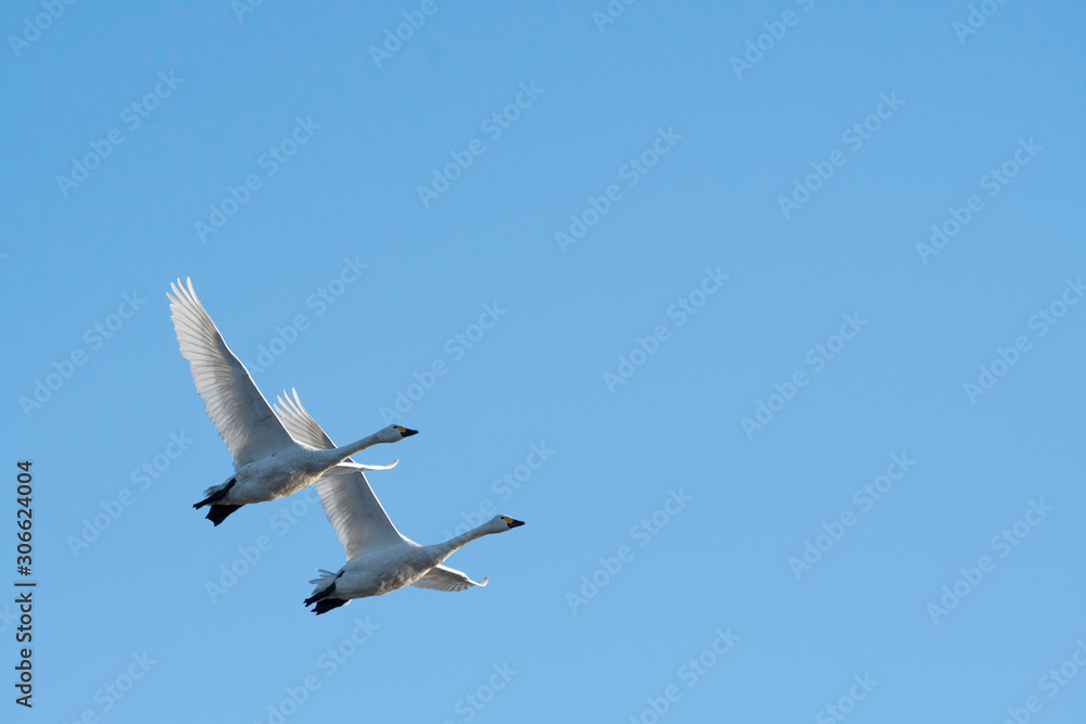Whistling swans flying in the morning, in Lake Hyoko, Niigata prefecture, Japan Whistling swans flying in the morning, in Lake Hyoko, Niigata prefecture, Japan