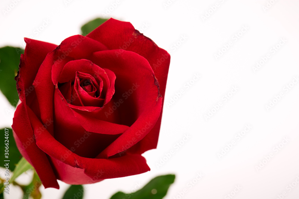 Fototapeta premium Single beautiful red rose on white