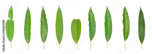Green mango leaves isolated on white background. Clipping path