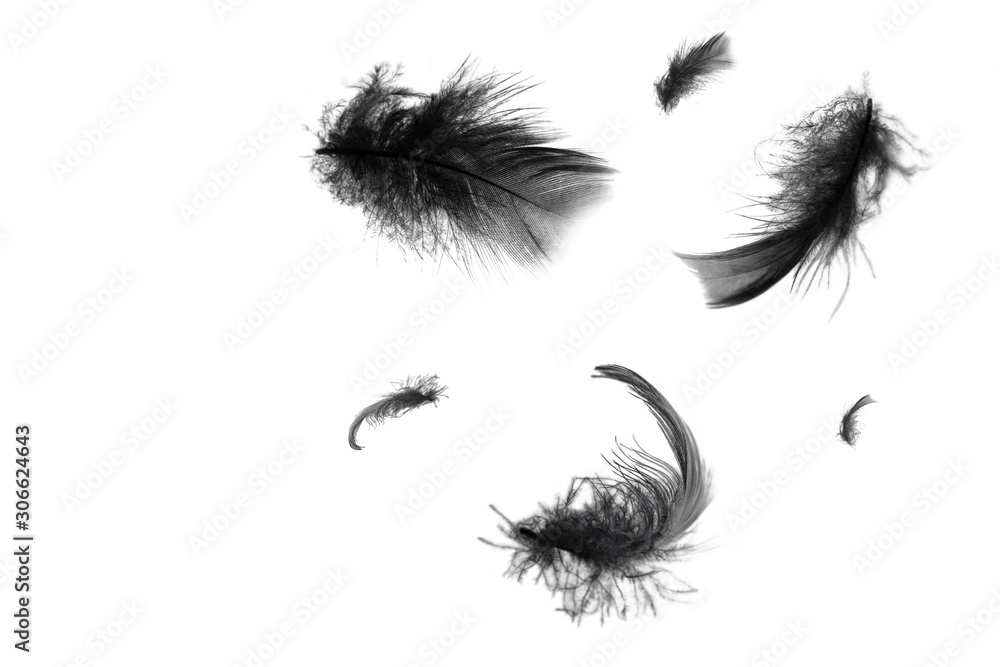 Fototapeta premium Beautiful black swan feathers floating in air isolated on white background
