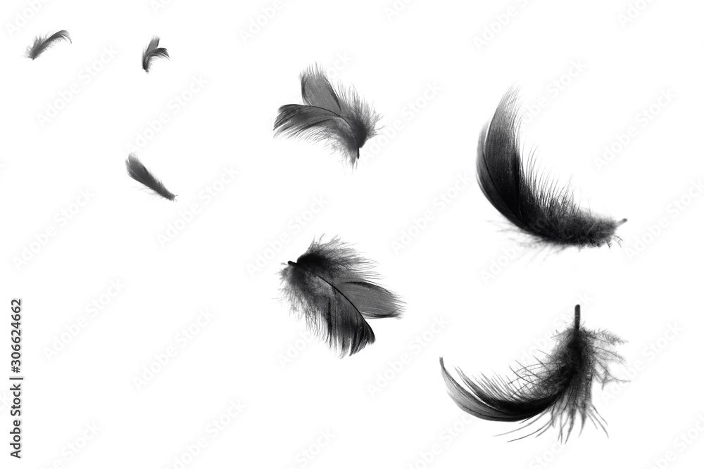 Black Feather On White Background Stock Photo - Download Image Now -  Feather, Black Color, Black Swan - iStock