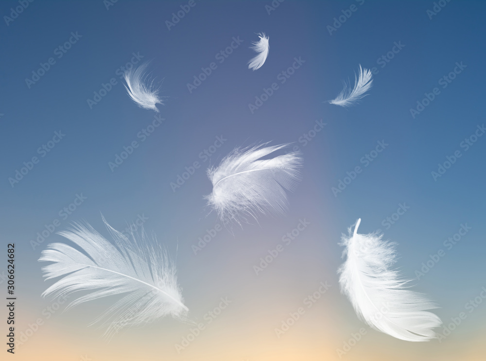 Beautiful white feather floating in air colors twilight sky in time morning or evening Beautiful white feather floating in air colors twilight sky in time morning or evening