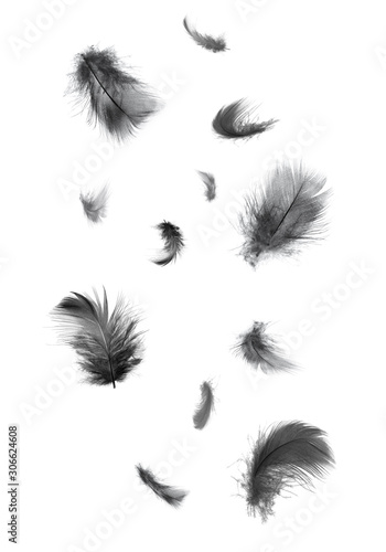 Beautiful black swan feathers floating in air isolated on white background © nadtytok28