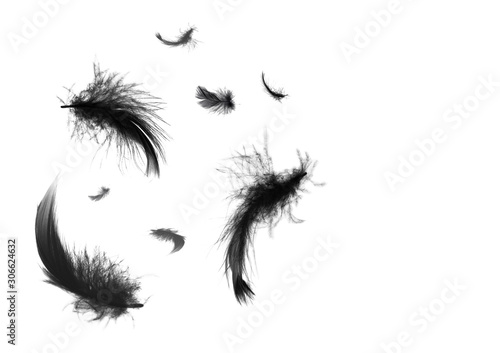 Fototapeta Naklejka Na Ścianę i Meble -  Beautiful black swan feathers floating in air isolated on white background