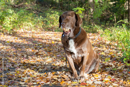 dog with baseball in mouth on path covered in leaves