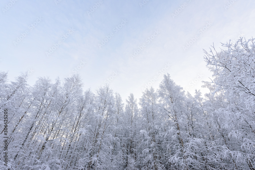 The forest has covered with heavy snow in winter season at Lapland, Finland. The forest has covered with heavy snow in winter season at Lapland, Finland.