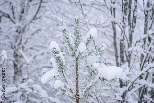 The branch of tree has covered with heavy snow in winter season at Lapland, Finland.
