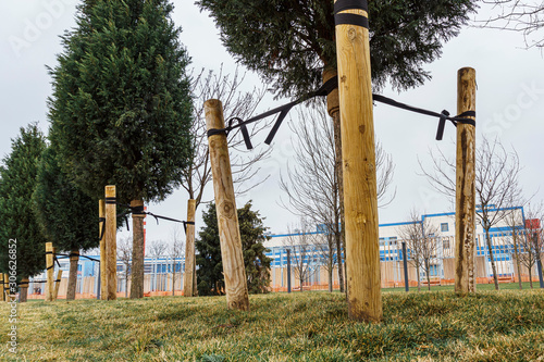 Fotografija young trees tied by a neat wooden peg are aligned in the right direction and pro