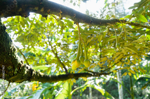 Durian tree is blooming in durian garden.