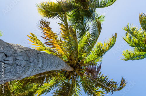 Beautiful background of coconut trees with sky-facing plan  great vacation concept