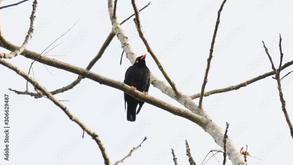 Mynah, Gracula religiosa, perching up high on a branch of a canopy of trees while a strong wind is blowing in the jungle of Khao Yai National Park before sunset. Mynah, Gracula religiosa, perching up high on a branch of a canopy of trees while a strong wind is blowing in the jungle of Khao Yai National Park before sunset.