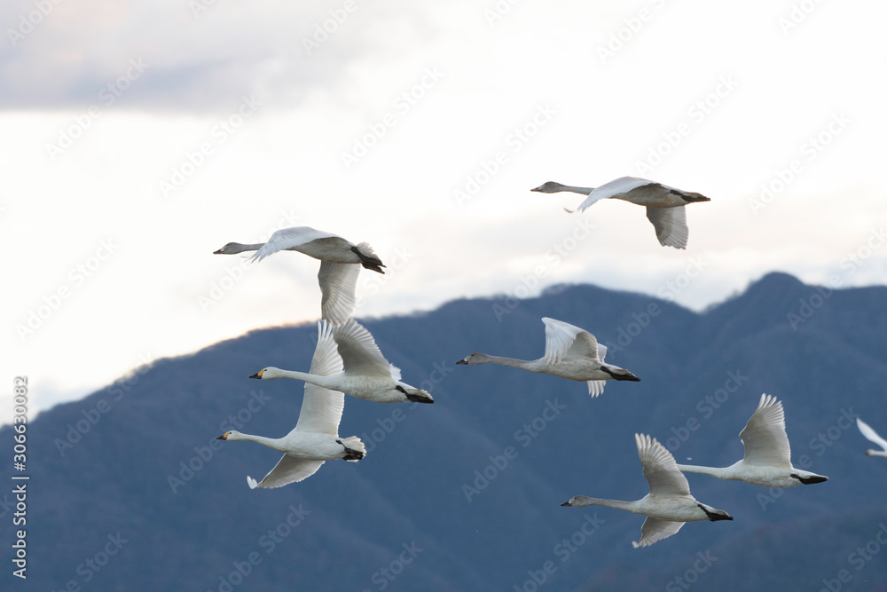 Whistling swans flying in Lake Hyoko, Niigata prefecture, Japan Whistling swans flying in Lake Hyoko, Niigata prefecture, Japan