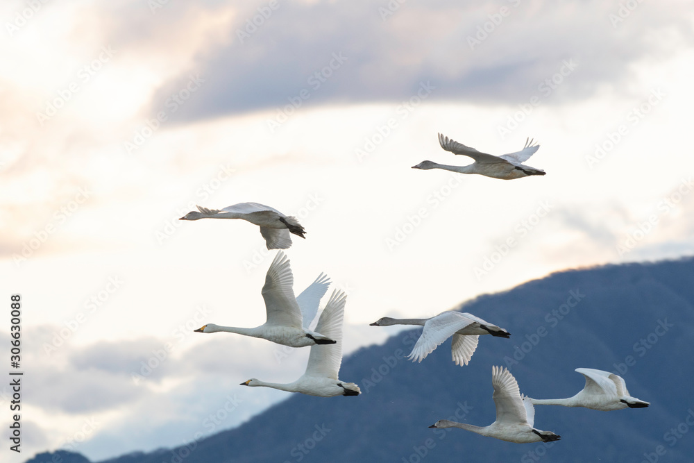 Obraz premium Whistling swans flying in Lake Hyoko, Niigata prefecture, Japan