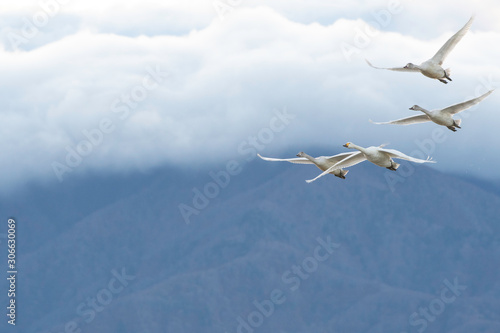 Whistling swans flying in Lake Hyoko, Niigata prefecture, Japan