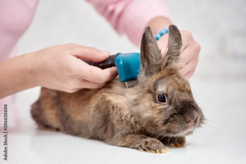 Closeup of vet doctor combing brown decorative rabbit Closeup of vet doctor combing brown decorative rabbit