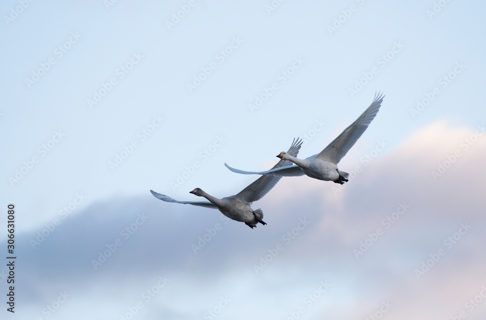 Whistling swans flying in the morning, in Lake Hyoko, Niigata prefecture, Japan Whistling swans flying in the morning, in Lake Hyoko, Niigata prefecture, Japan