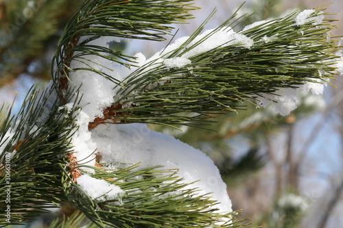 Pine Needles Covered in Snow