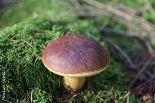 Eine Pilz in der Natur / Marone / Braunkappe