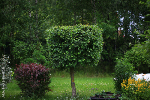 Fototapeta Naklejka Na Ścianę i Meble -  Elm tree in a summer home garden with blue sky, shoots and green background, elm (Ulmus minor).Topiary.