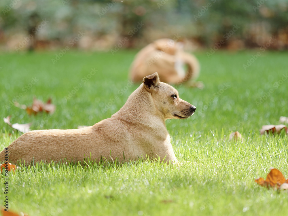 Dog lying on grass field in sunny day, side view with blur dog background. Dog lying on grass field in sunny day, side view with blur dog background.